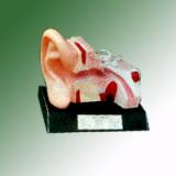 HUMAN EAR